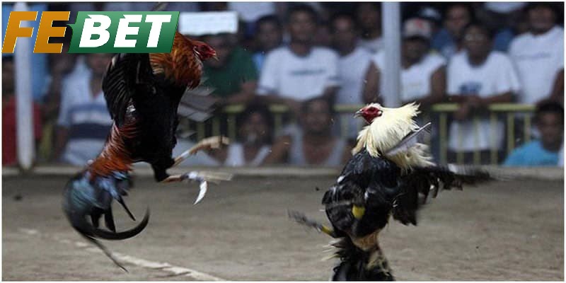 Tổng Quan Về Đá Gà Cựa Dao Febet