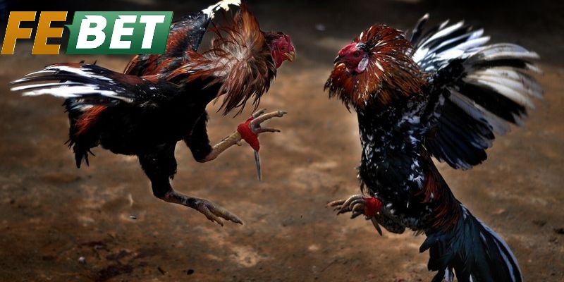 Các Giống Gà Nổi Bật Trong Đá Gà Cựa Dao Febet
