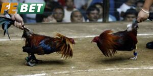 Quy Định Cơ Bản Trong Đá Gà Cựa Dao Febet