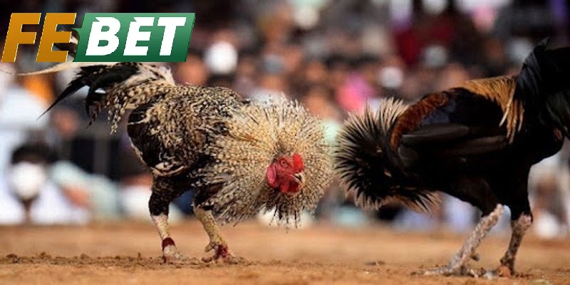 Những Điểm Nổi Bật Của Đá Gà Thomo Febet
