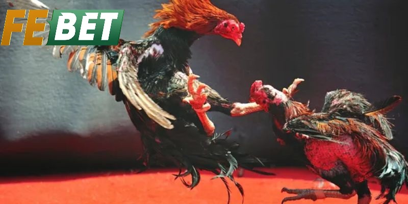 Kinh Nghiệm Theo Dõi Đá Gà Thomo Febet Hiệu Quả