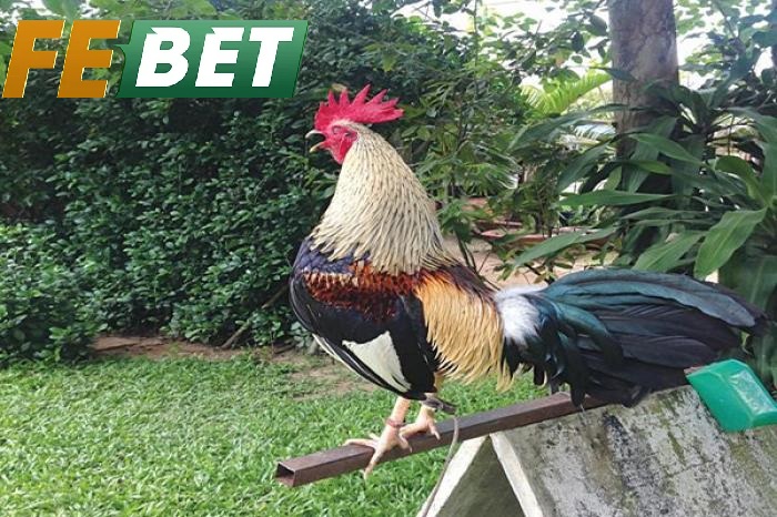 Đá Gà Tre Febet Là Gì?