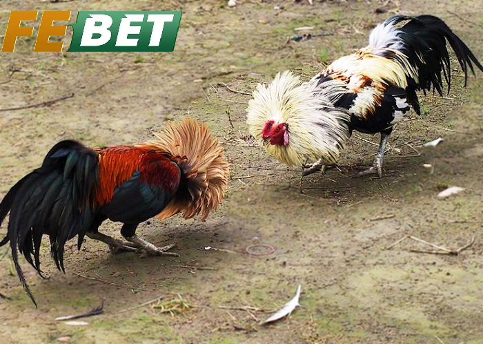 Những Điểm Nổi Bật Của Đá Gà Tre Febet