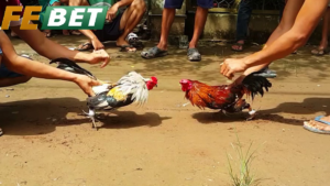 Vì Sao Đá Gà Tre Febet Được Yêu Thích?