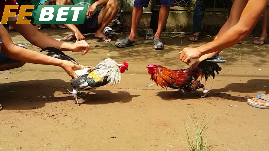 Vì Sao Đá Gà Tre Febet Được Yêu Thích?