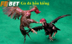 Bí Quyết Lựa Chọn Chiến Kê Đá Hầu Kiềng Febet