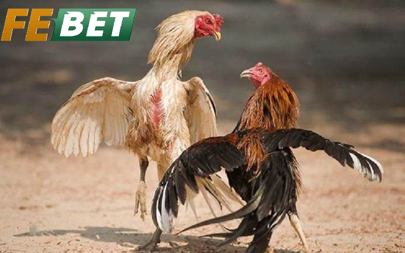 Kinh Nghiệm Nâng Cao Hiệu Quả Khi Theo Dõi Đá Gà Hầu Kiềng Febet